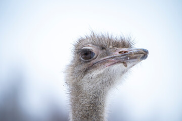 ostrich head close up