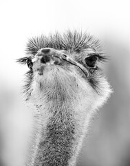 close up of an ostrich