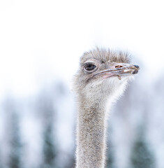 close up of an ostrich