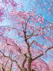 Beautiful cherry sakura flower tree blossom with blue sky background