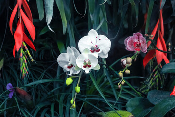 White and pink orchids flowers growing in tropical botanical garden. Beauty multicolored wildflowers blooming in dark jungle - obrazy, fototapety, plakaty