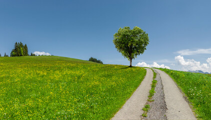 Grüner Baum in Herzform auf einer grüner Wiese mit Weg