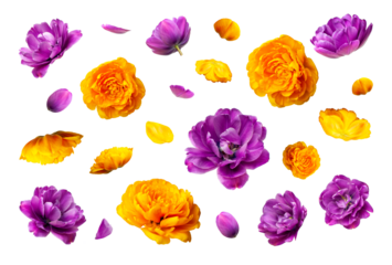 Various buds and petals of purple yellow tulip isolated on white background. With clipping path. Spring blossom nature layout, beautiful flowers for your design. Mockup