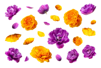 Stoff pro Meter Various buds and petals of purple yellow tulip isolated on white background. With clipping path. Spring blossom nature layout, beautiful flowers for your design. Mockup © olgaarkhipenko