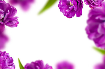 Fototapeta na wymiar Flying tulip flowers, petals, frame on white background. With clipping path. Spring blossom concept nature layout, greeting card. 8 March, Valentine's day. Creative floral composition