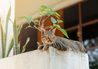 Tabby cat laying down infront of house.