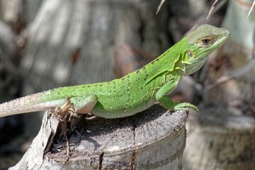 Grüner Leguan, Jungtier