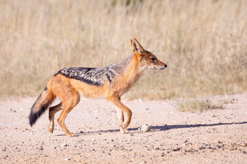 Black-backed Jackal (Canis mesomelas) in the Kalahari, Northern Cape, South Africa