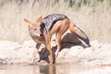 Black-backed Jackal (Canis mesomelas) keeping a look out for predators while drinking at a waterhole
