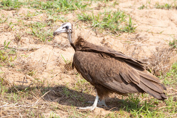 Hooded Vulture (Necrosyrtes monachus) listed as globally Critically Endangered due to a sharply declining population caused by habitat loss, poisoning, electrocution, hunting for medicine trade.