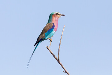 Lilac-breasted Roller (Coracias caudatus) profile view on branch, Limpopo, South Africa