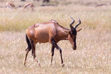  Red Hartebeest (Alcelaphus buselaphus caama) walking through savannah grassland at sunset, Kalahari, South Africa