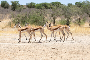 Small herd of Springbok or Springbuck (Antidorcas marsupialis) Kalahari, Northern Cape, South Africa