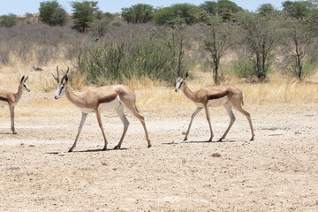 Springbok or Springbuck (Antidorcas marsupialis) approaching  a waterhole,  Kalahari, Northern Cape, South Africa
