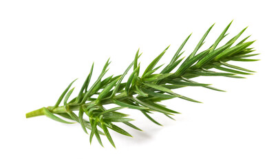 Juniper sprig