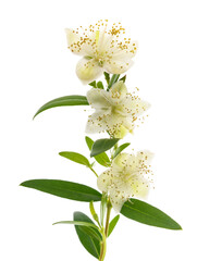 Common myrtle branch with flowers - obrazy, fototapety, plakaty