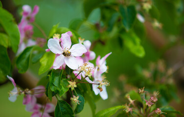 A branch of a blossoming apple tree with a pink flower.