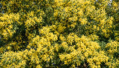 Mimosa in flowers