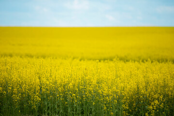 Fototapeta premium Yellow rapeseed flowering field against a blue cloudy sky.