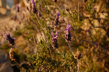 Purple Lavandula Stoechas, French lavender flowers in the garden. Lavender flower nature background in retro style.
Lavandula pedunculata, Lavandula luisieri spanish