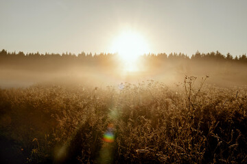Fototapeta na wymiar Meadow in sunrise, brown aesthetic nature background