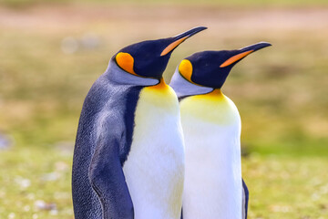 Volunteer Point, Falkland Islands, UK