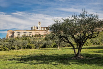 assisi, italien - basilika san francesco mit olivenbaum im vordergrund - obrazy, fototapety, plakaty