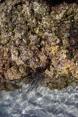 Coral formation at the beach