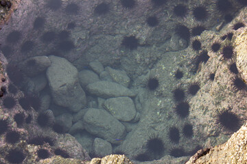 Corals in the beach