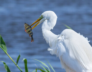 Great egret, Ardea alba. A beautiful bird standing on the bank of a river holding a fish in its beak.