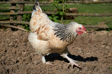 white spotted chicken on the farm, close-up