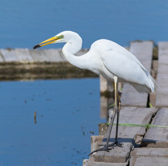 Great egret, Ardea alba. A beautiful bird standing on the bank of a river holding a fish in its beak