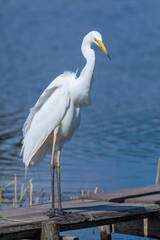 Great egret, Ardea alba. A bird stands on a fishing bridge on the riverbank