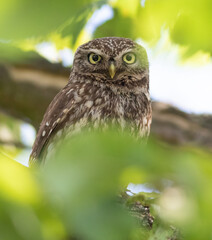 Little owl, Athene noctua. A bird sits on a branch among the leaves and looks at the lens