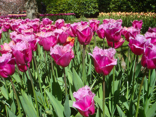 Purple tulips in park on the spring day. Close-up. Keukenhof. Netherlands.
