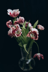 a bouquet of beautiful faded tulips on a black background. glass vase a symbol of abandonment, poverty, loneliness. lost love on the eve of St. Valentine's Day