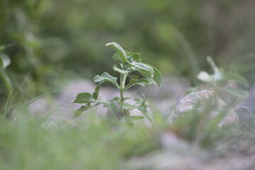 Green grass best look forever.