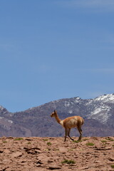 Vikunja on Altiplano Atacama Desert Chile South America