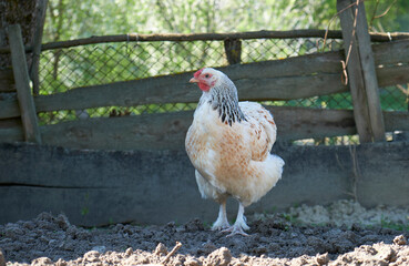 white spotted chicken on the fence, close-up