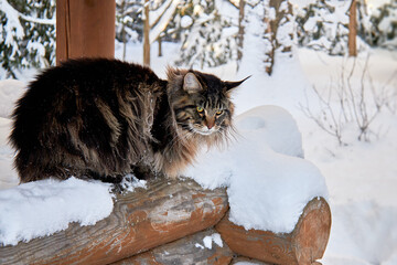 Beautiful portrait of maine coon cat in winter park on frost winter background.