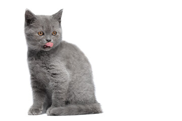 Funny british kitten with tongue. Tasty on a white background, front view. The cat is funny, he licks his lips.