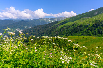 The snow-capped mountain peaks in the tropical forest.