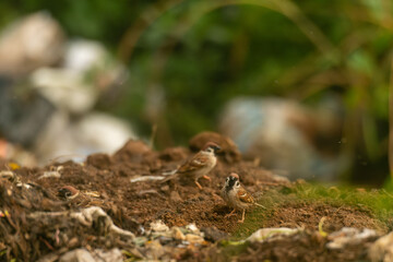 The Eurasian tree sparrow Passer montanus
