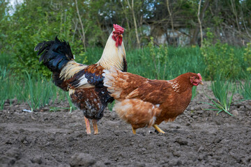rooster and chicken on the farm, close-up