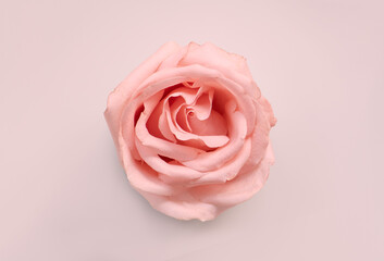 Fototapeta na wymiar pink rose close up, pink touch 
