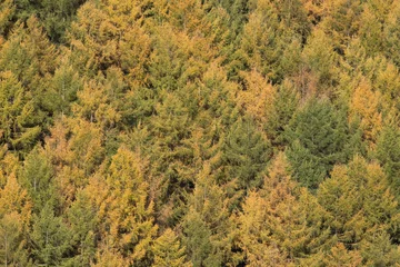 Fototapeten production forest in the Ardennes, Belgium © twanwiermans