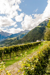 Dorf Tirol, Schloss Tirol, Algund, Weinberg, Weinpergola, Wanderweg, Waalweg, Vinschgau, Südtirol, Texelgruppe, Hochmuth, Herbst, Herbstsonne, Erntezeit, Italien