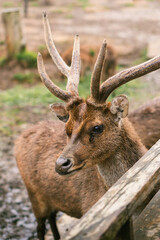 Deers grazing on meadow. Deer herd meadow grazing. Deer herd on deer farm. New born roe deer, wild spring nature