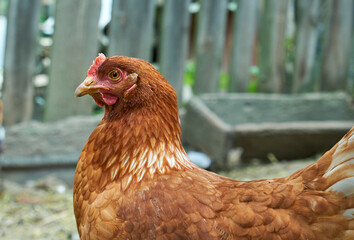 chicken in the fence, close-up