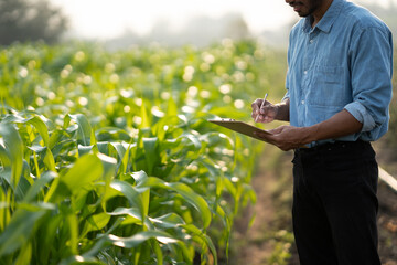 Young male farmer stands in a green wheat field with a document in his hands checking the progress...